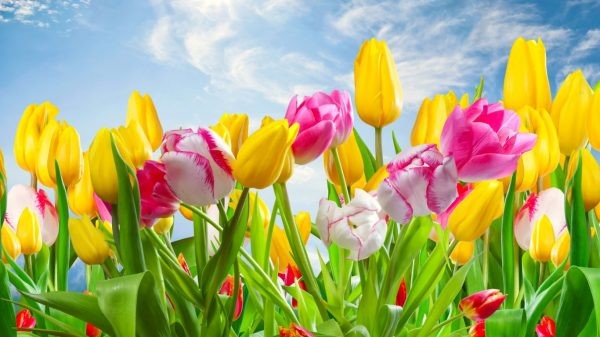 Kinh nghiệm đi du lịch mùa lễ hội hoa tulip Hà Lan 2019 từ A đến Z