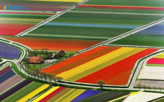 Du lịch Xuân tại Hà Lan