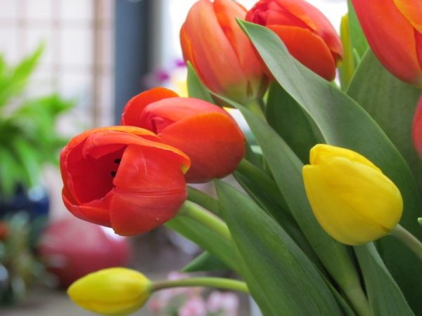Hoa tulip Hà Lan – biểu tượng mùa xuân của xứ sở cối xay gió