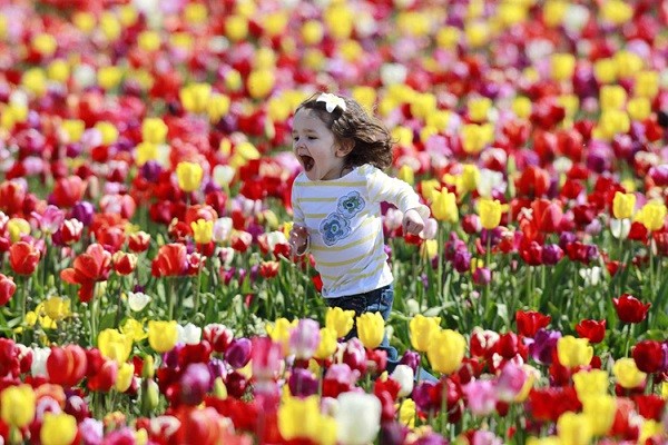 Vì sao Keukenhof được chọn làm địa điểm tổ chức Lễ hội hoa tulip Hà Lan 2019?