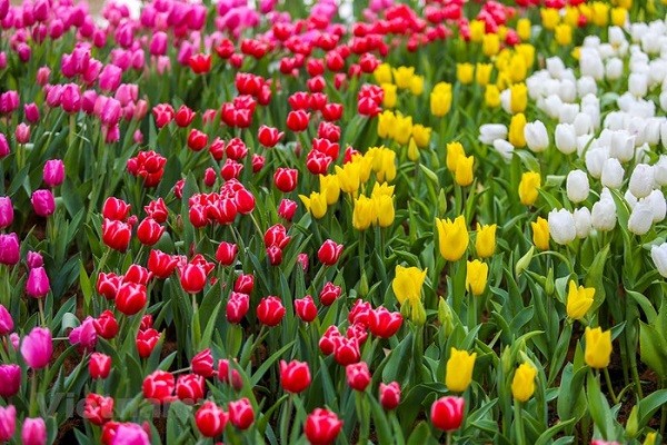 Kinh nghiệm đi lễ hội hoa tulip Hà Lan 2019 mới nhất và đầy đủ nhất